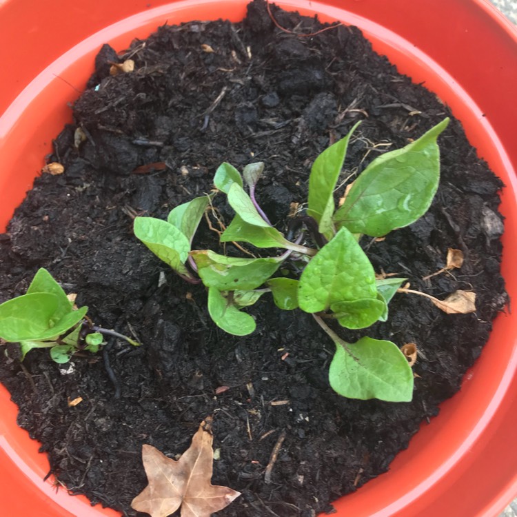 plant image 787958
