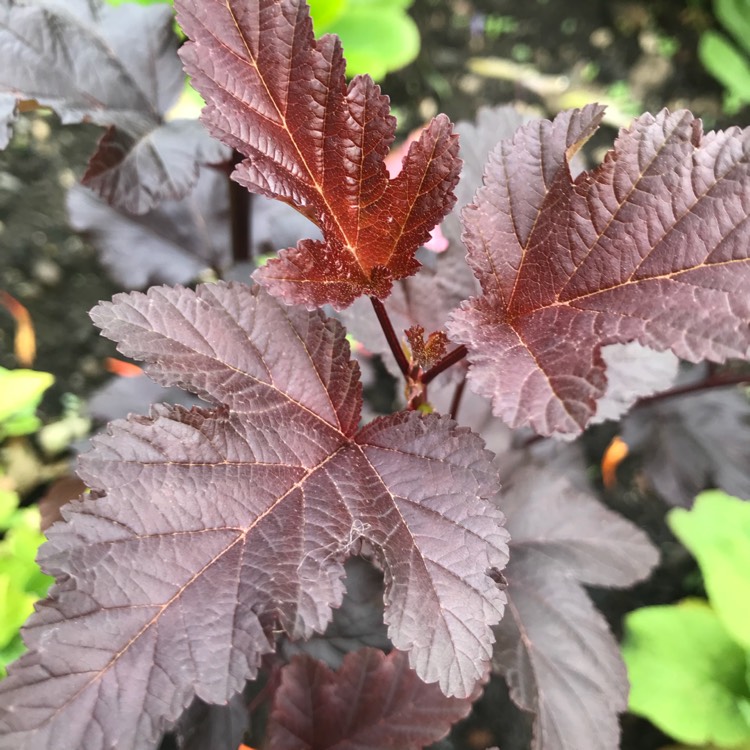 Plant image Physocarpus opulifolius 'Minall2' syn. Physocarpus opulifolius 'All Black'