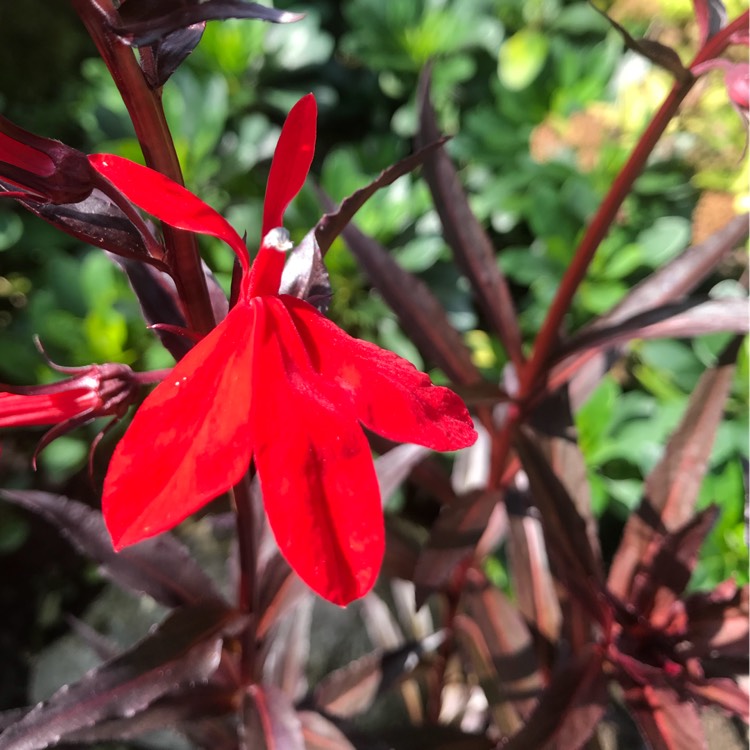 Plant image Lobelia cardinalis 'Queen Victoria'