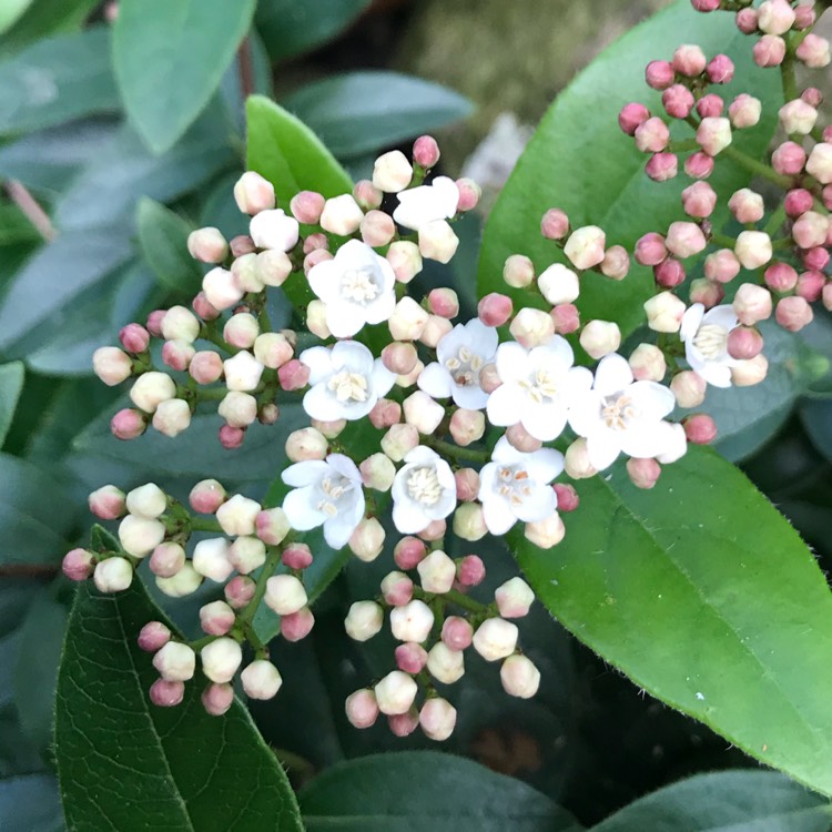 Plant image Viburnum tinus 'Eve Price'