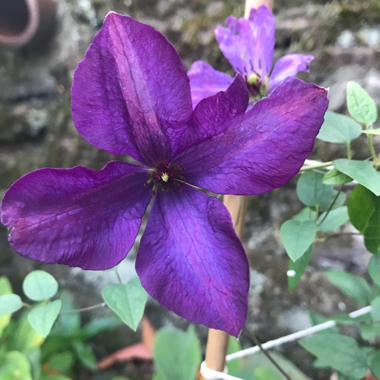 Plant image Clematis viticella 'Polish Spirit'