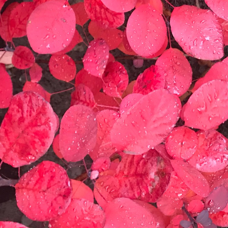 Plant image Cotinus coggygria 'Royal Purple'