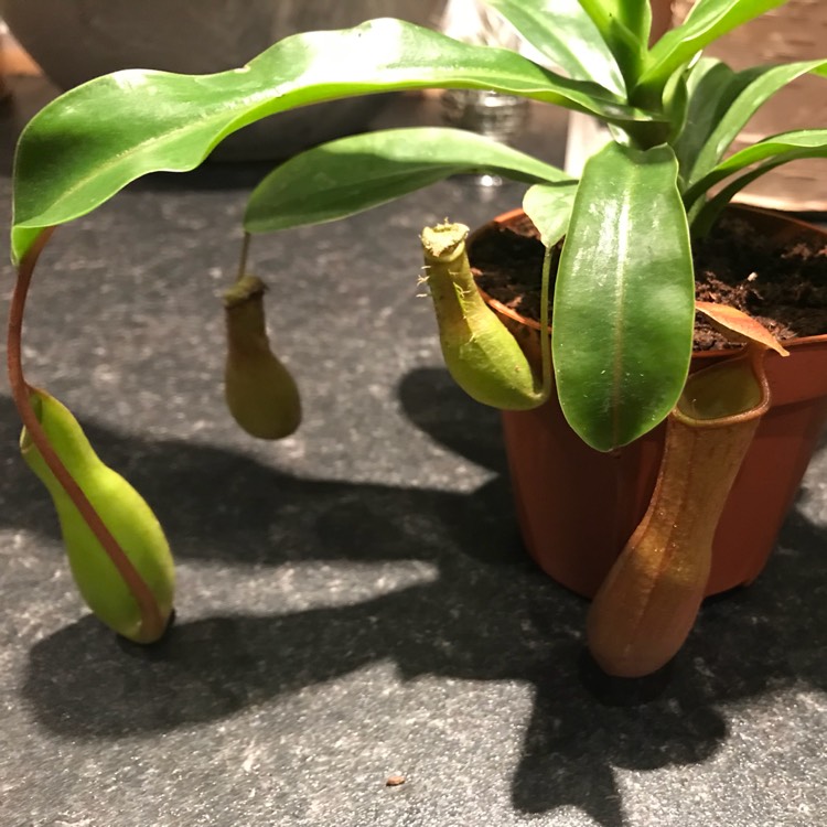 Plant image Nepenthes 'Alata'