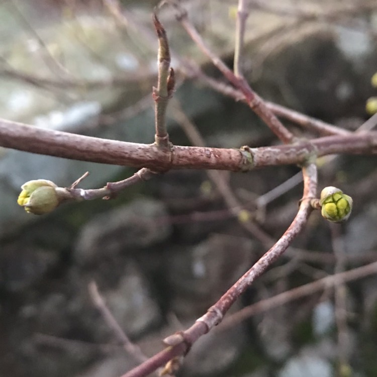 Plant image Cornus Mas