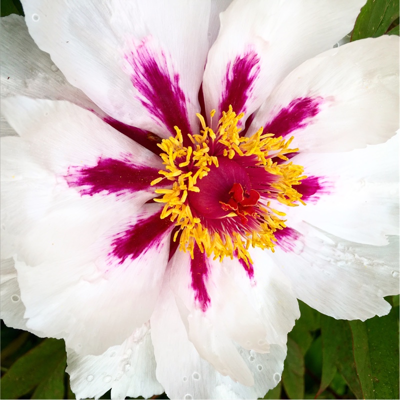 Plant image Paeonia rockii