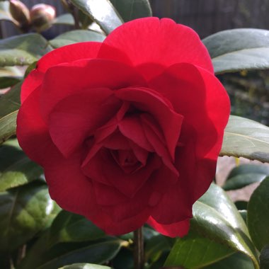 Carole's garden