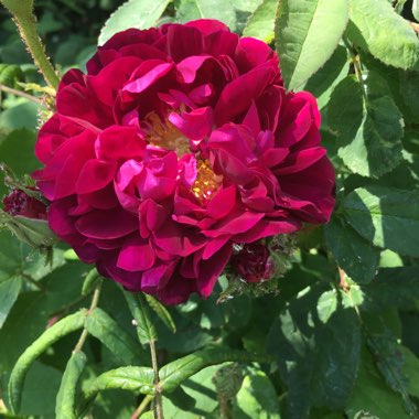 Carole's garden