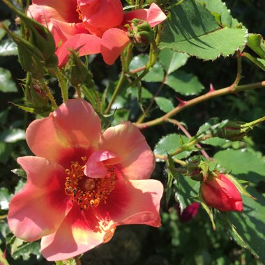 Carole's garden