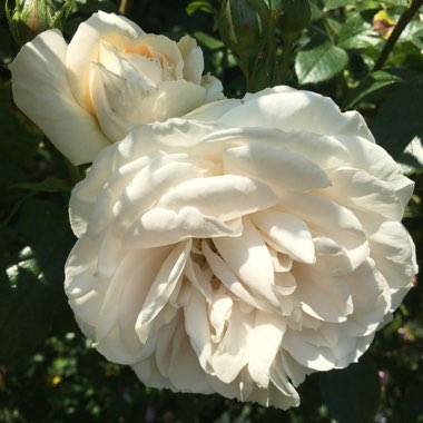 Carole's garden