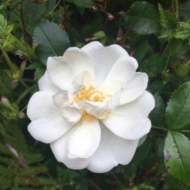 Carole's garden