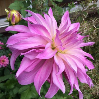 Carole's garden