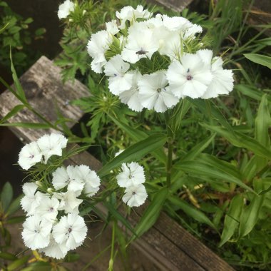Carole's garden