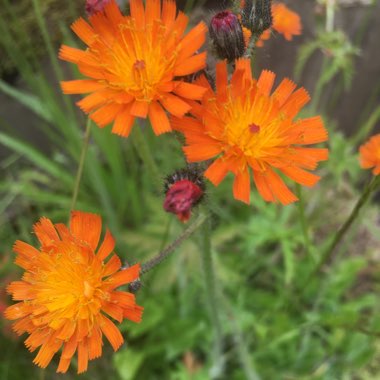 Carole's garden