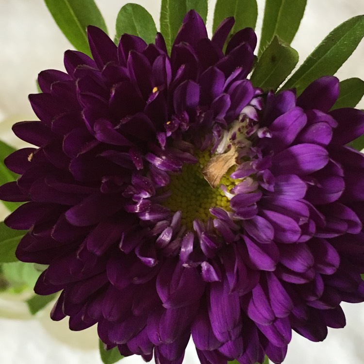 plant image 201226