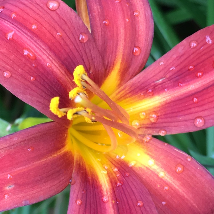 Plant image Hemerocallis 'Sammy Russell'