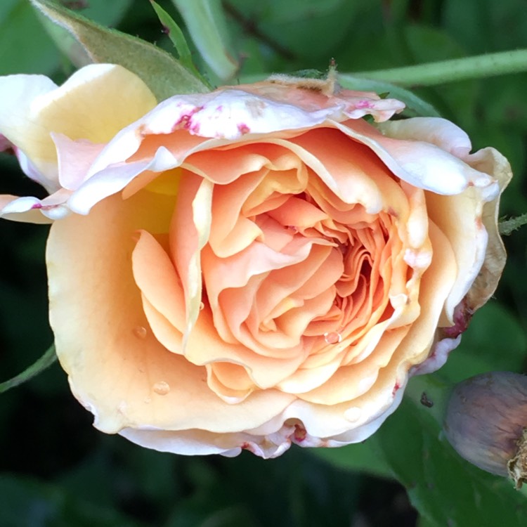 plant image 201243