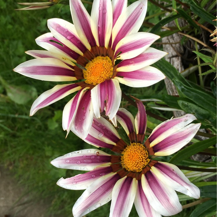 Plant image Gazania splendens 'Big Kiss White Flame'