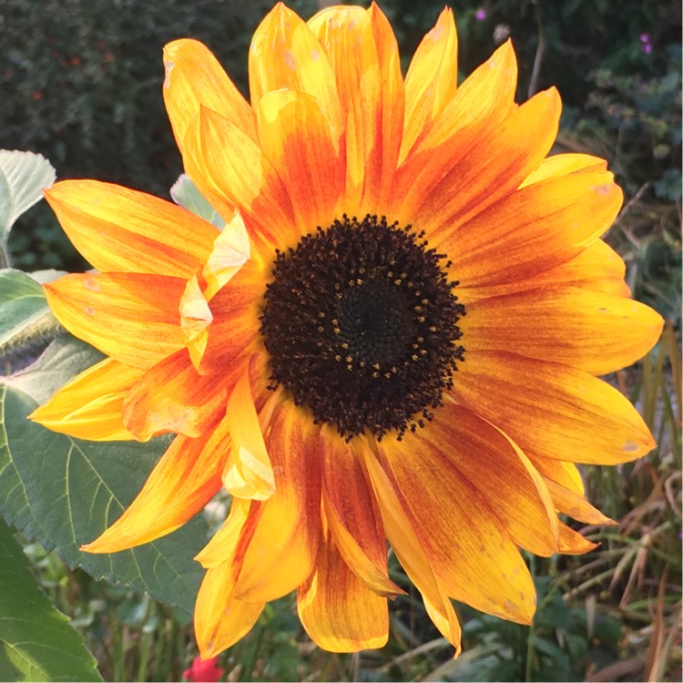 Plant image Helianthus annuus 'Red Sun'