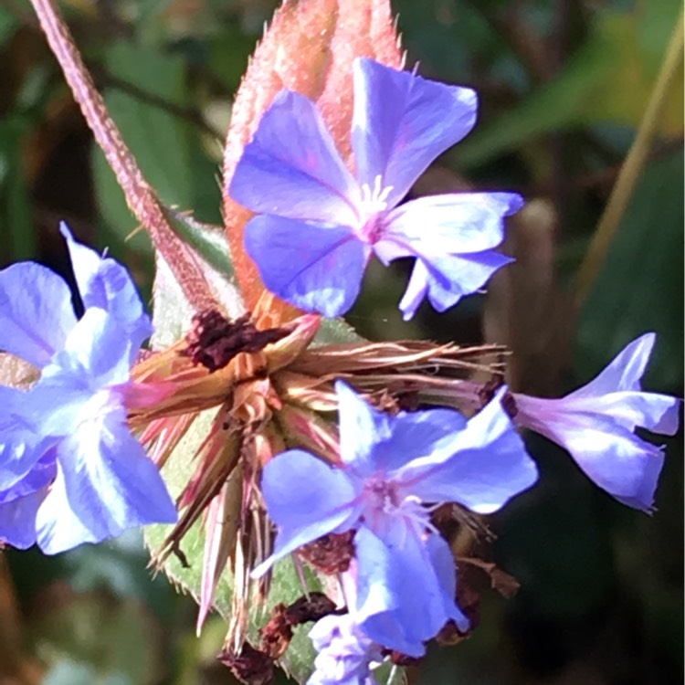 Plant image Ceratostigma willmottianum 'Forest Blue'