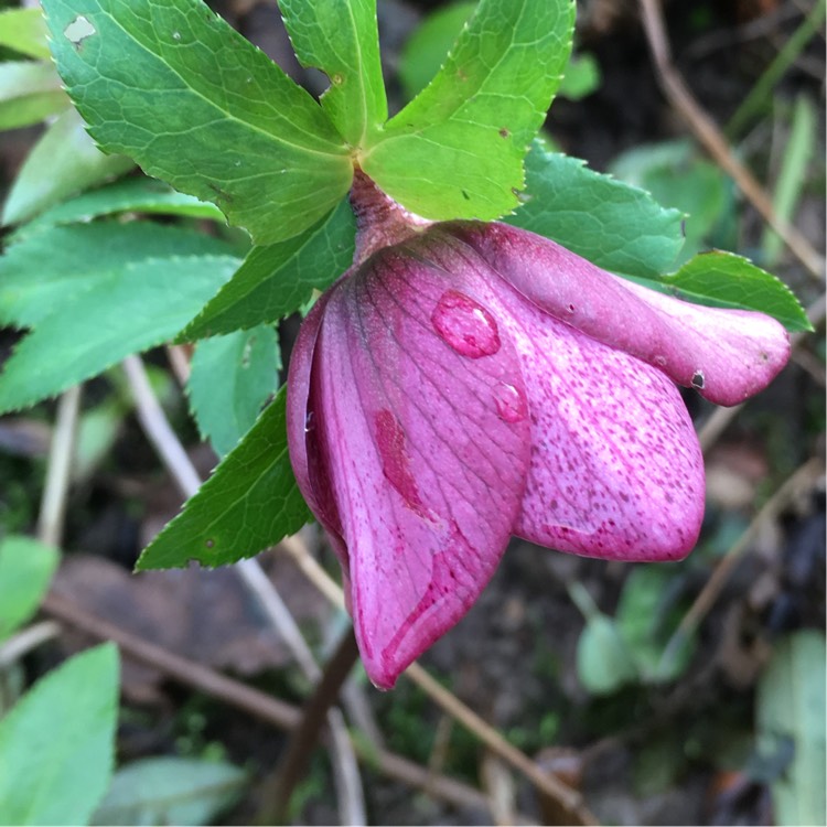 plant image 308059