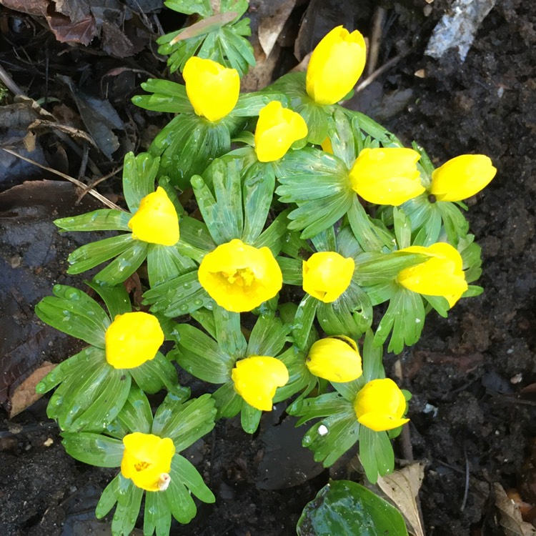 Plant image Eranthis hyemalis