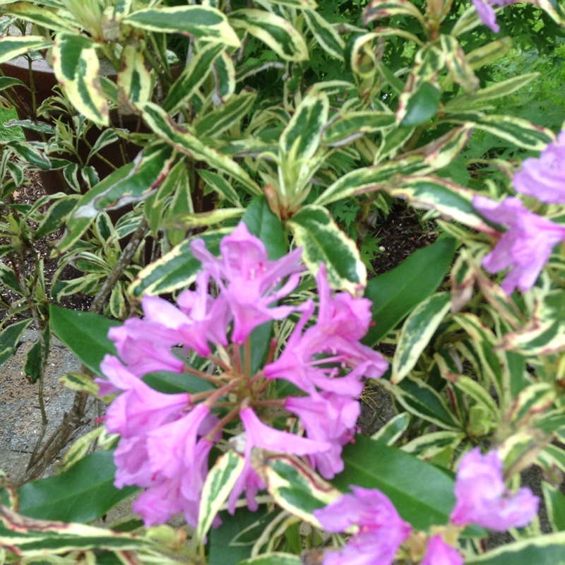 Plant image Rhododendron calophytum 'Dominik'