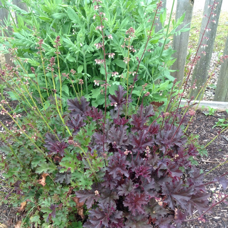 Plant image Heuchera 'Black Taffeta'