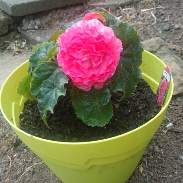 Plant image Begonia 'Nonstop Rose Petticoat' (Nonstop Series)