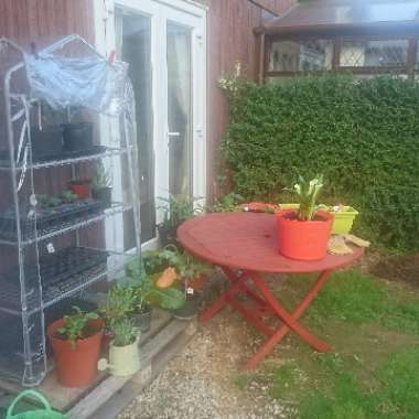 Karen's garden