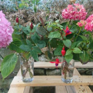 Karen's garden