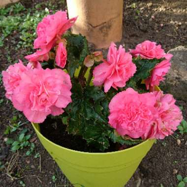 Tuberous Begonia 'Nonstop Rose Petticoat'