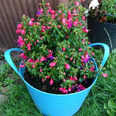 Fuchsia