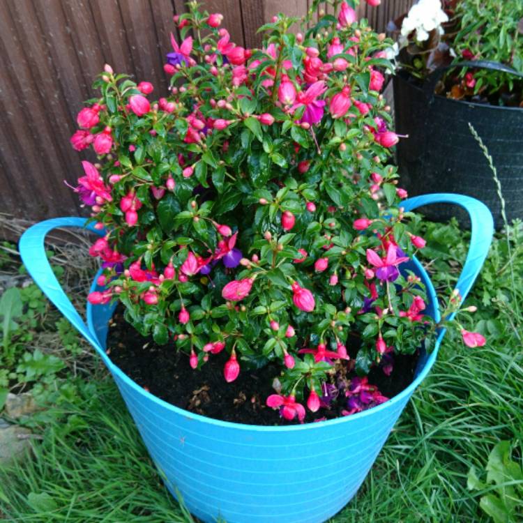 plant image 510277