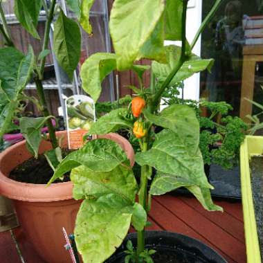 Chilli Pepper 'Jalapeno'