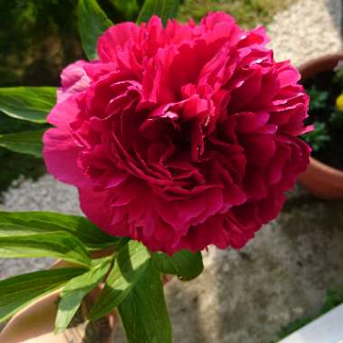 Karen's garden