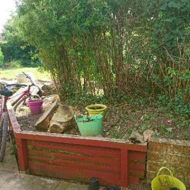 Karen's garden