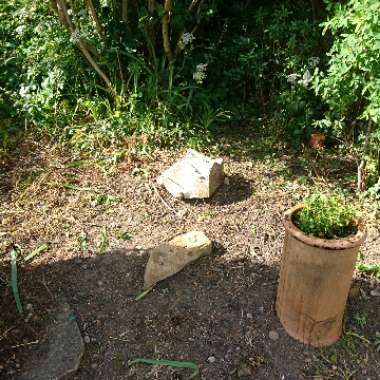 Karen's garden