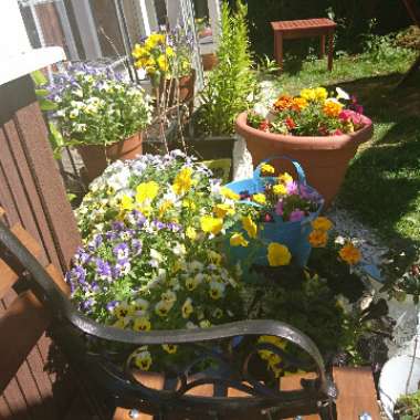 Karen's garden