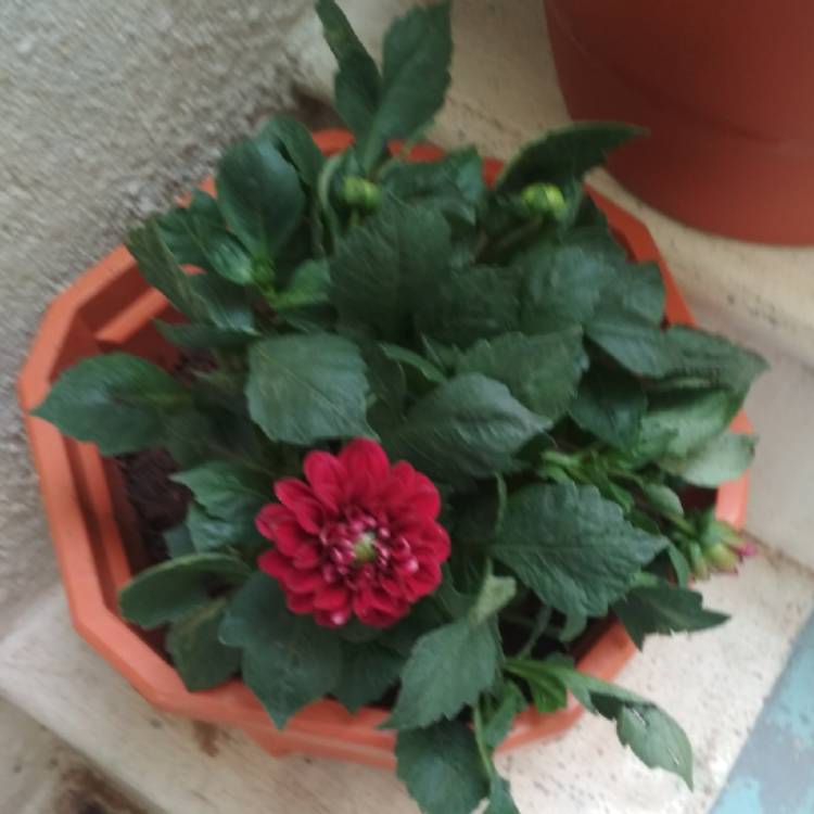 plant image 1136918