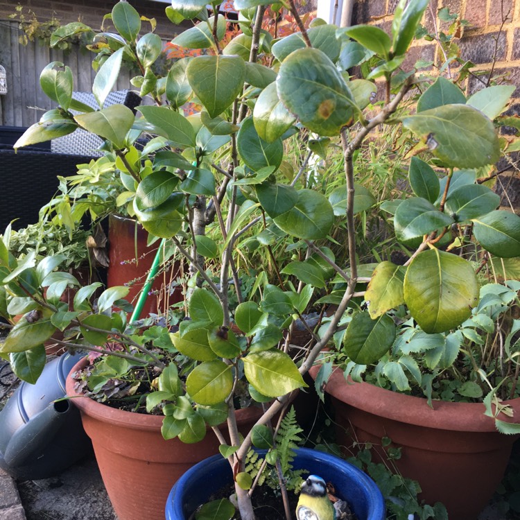 Plant image Camellia japonica 'Ace of Hearts'