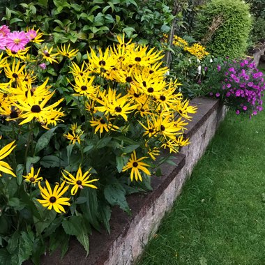Karyn's garden
