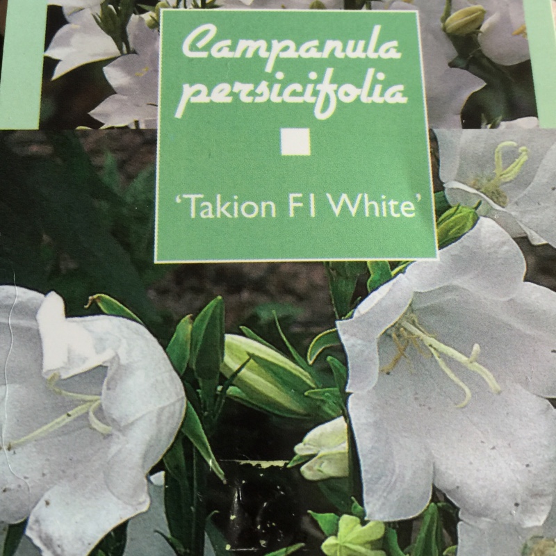 Plant image Campanula persicifolia 'Takion White' (Takion Series)