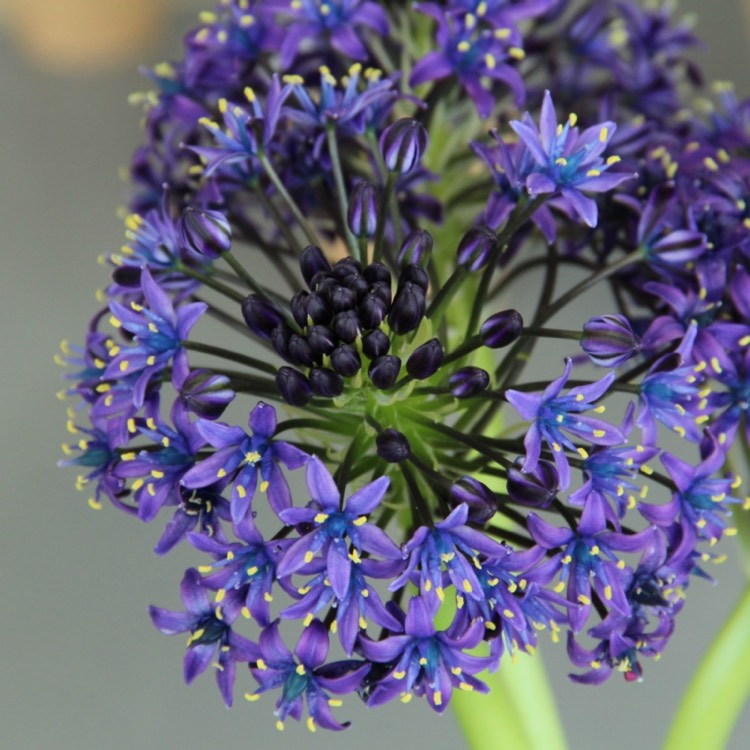 Plant image Scilla peruviana 'Sapphire Blue' (Carribean Jewels Series)