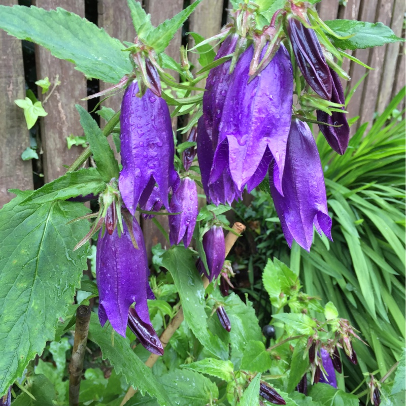 Plant image Campanula 'Sarastro'