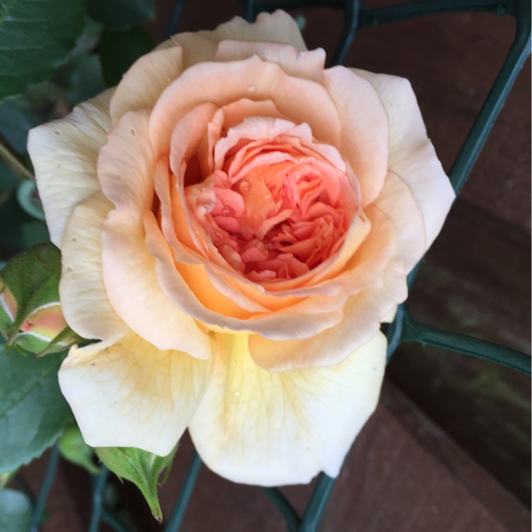 plant image 207576