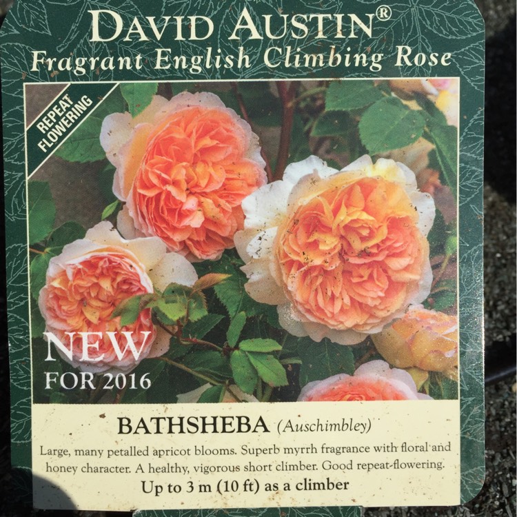 Plant image Rosa 'Bathsheba'