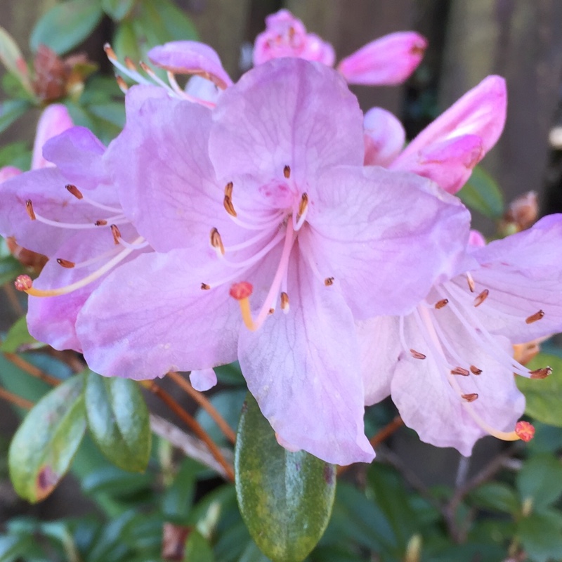Plant image Rhododendron 'Kermesinum Rose'