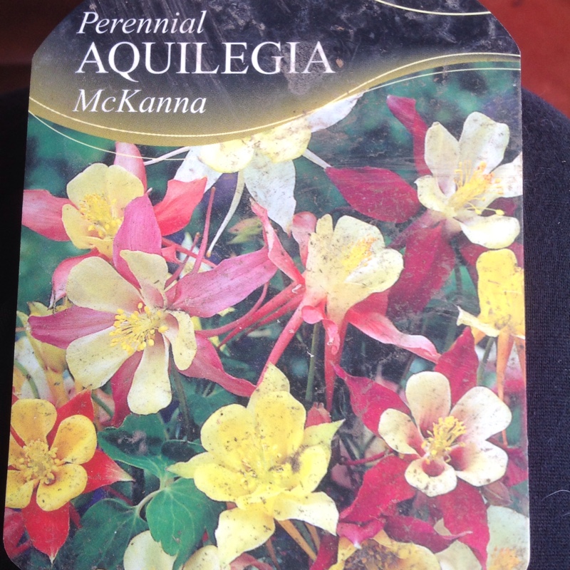 Plant image Aquilegia 'Swan Red and White'