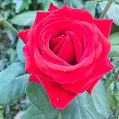 Karyn's garden