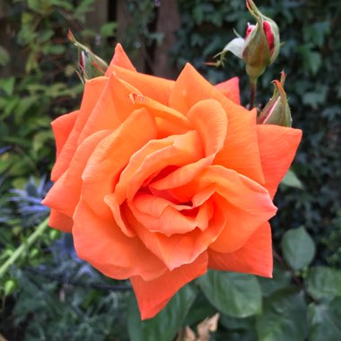 Karyn's garden